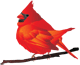 red bird